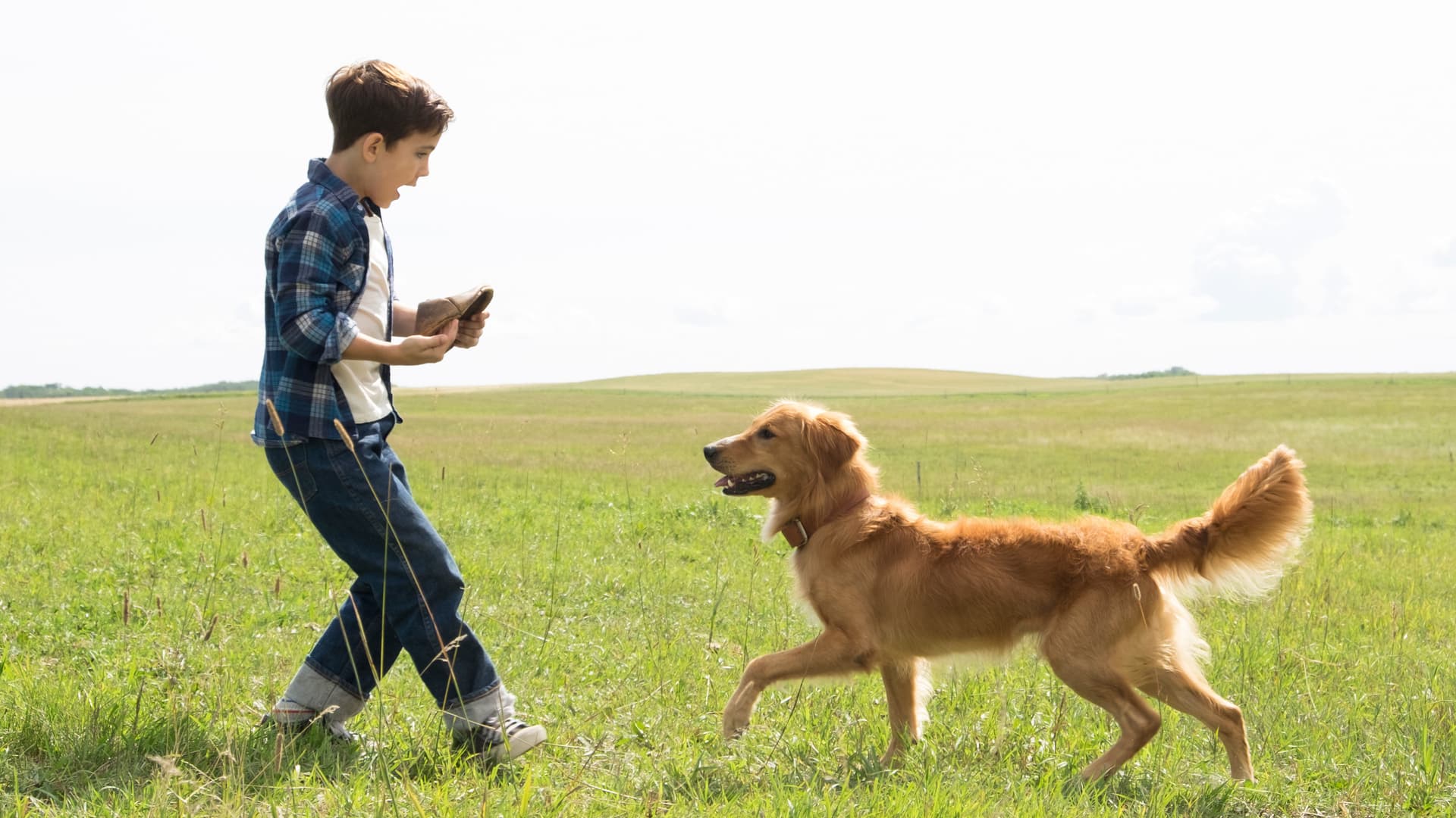 A Dog's Purpose / Кучешки живот